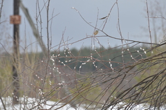 Salix acutifolia