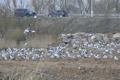 Chroicocephalus ridibundus