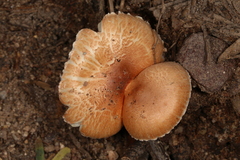 Leucoagaricus rubrotinctus