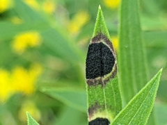 Asteromyia euthamiae