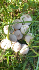 Lycoperdon perlatum