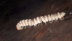 Arthrophaga myriapodina