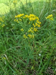 Asteromyia euthamiae