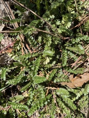 Horkelia clevelandii