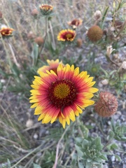 Gaillardia pulchella