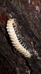 Arthrophaga myriapodina