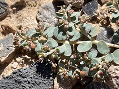 Euphorbia micromera