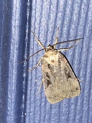 Pseudohermonassa bicarnea