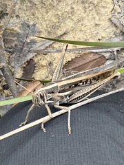 Austracris guttulosa