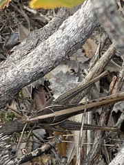 Austracris guttulosa