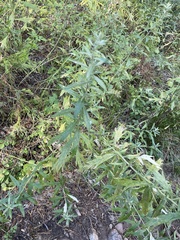 Artemisia douglasiana