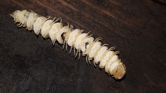Arthrophaga myriapodina