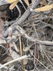 Austracris guttulosa