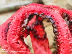 Clathrus