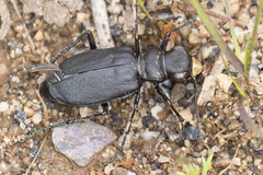 Cicindela longilabris
