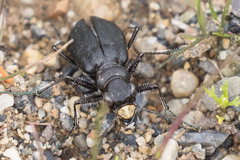 Cicindela longilabris