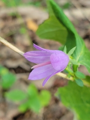 Campanula