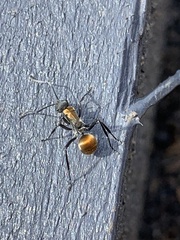 Polyrhachis ammon
