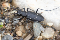 Cicindela longilabris