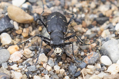 Cicindela longilabris