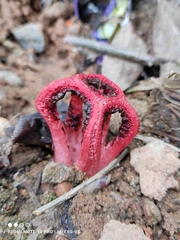 Clathrus