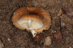 Leucoagaricus rubrotinctus