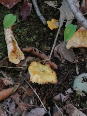 Craterellus ignicolor