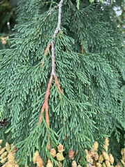 Thuja