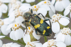 Trichodes ornatus
