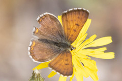 Tharsalea dorcas arcticus