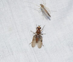 Heleomyzidae