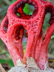 Clathrus