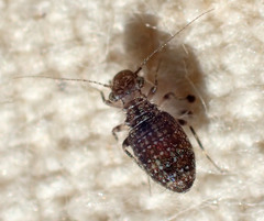 Cerobasis