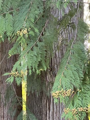 Thuja