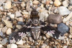 Exoprosopa dorcadion