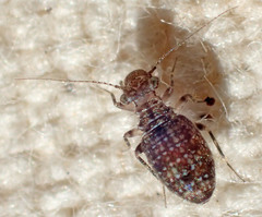 Cerobasis