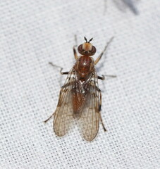 Heleomyzidae