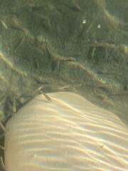 Rhinichthys atratulus