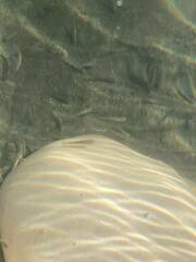 Rhinichthys atratulus