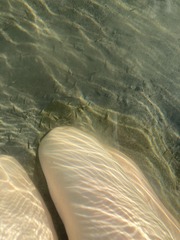 Rhinichthys atratulus