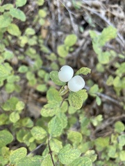 Symphoricarpos mollis