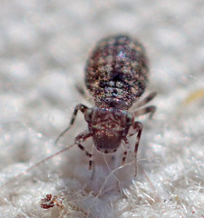 Cerobasis