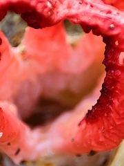 Clathrus