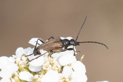 Acmaeops pratensis