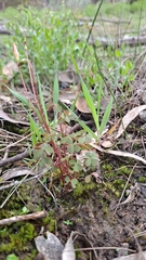 Oxalis perennans
