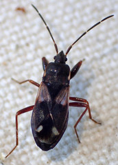 Eremocoris obscurus