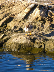 Mergus merganser