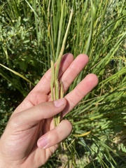 Sporobolus michauxianus