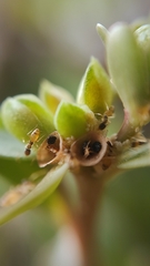 Tapinoma melanocephalum