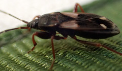 Eremocoris obscurus